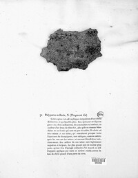 Fuscoporia contigua image